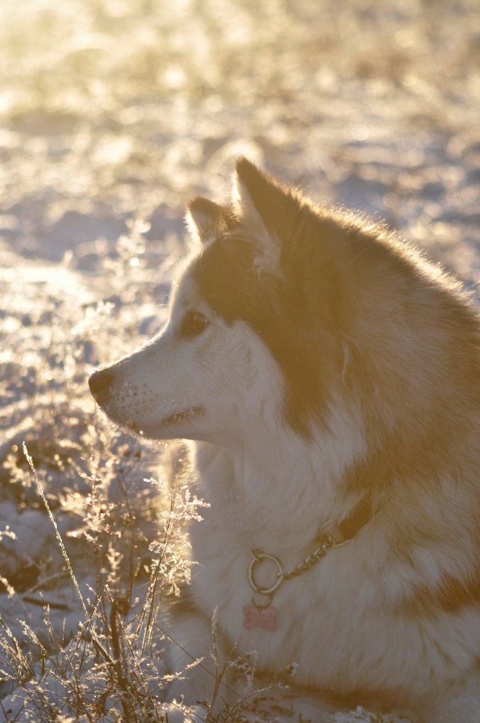 _DSC0361 - version 2