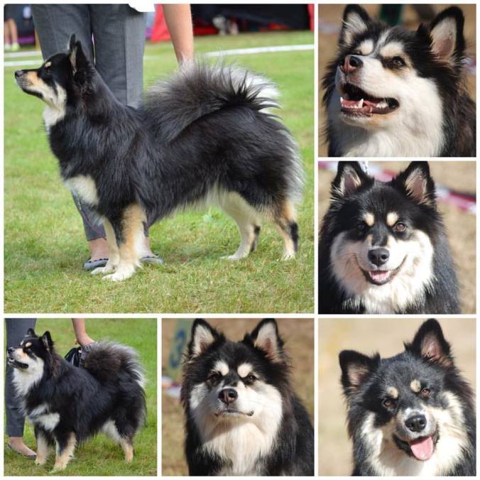 14265004_10157361044375265_3040280058159489044_n