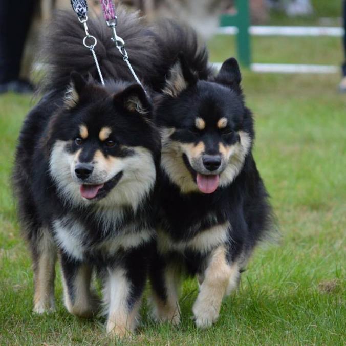 14322345_10157361026575265_6368209770508917025_n