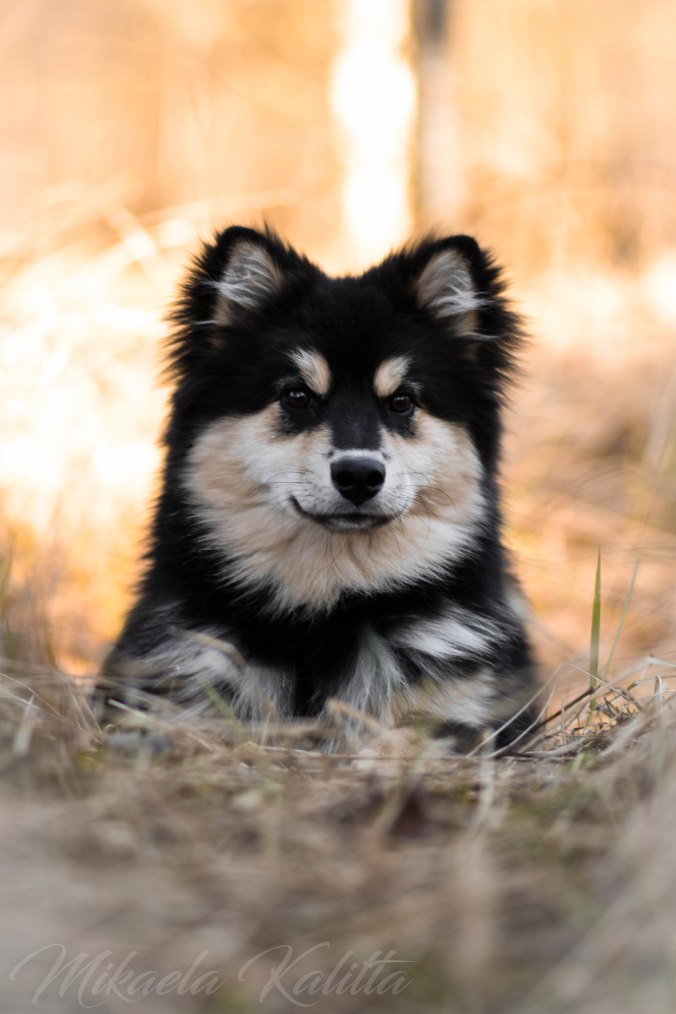 Järavallen 21.03.2020-121