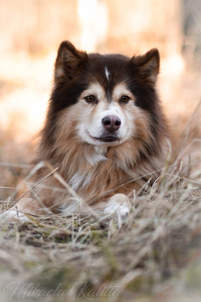 Järavallen 21.03.2020-151