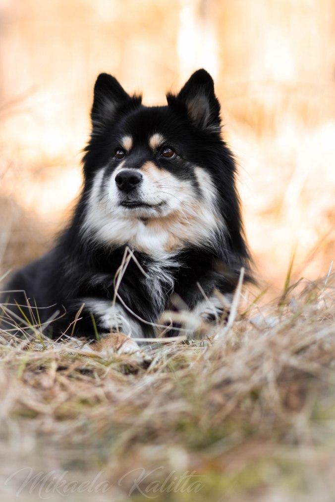 Järavallen 21.03.2020-200