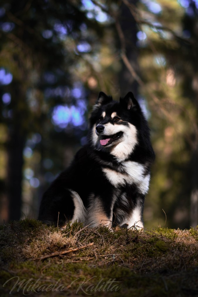 Vombskogen 19.03.2020-23