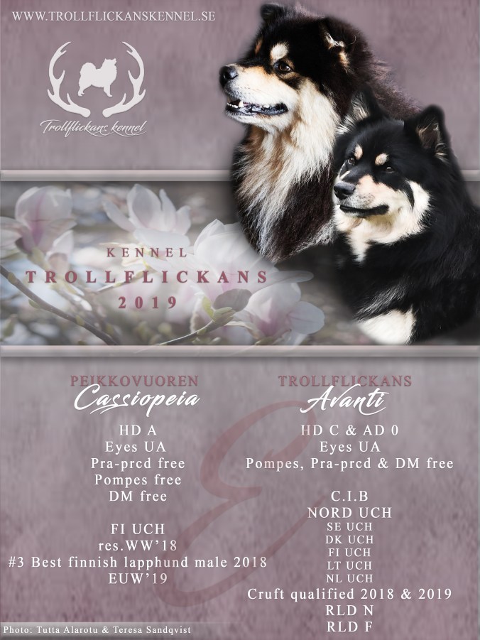 avanti&amp;rommi-2019